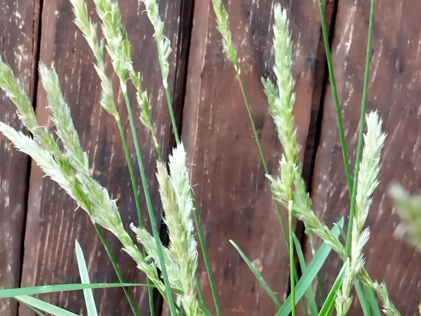 Sesleria 'Greenlee Hybrid'