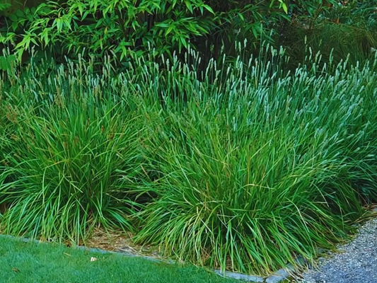 Sesleria 'Greenlee Hybrid'