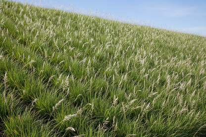Sesleria autumnalis
