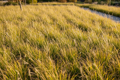 Sesleria autumnalis