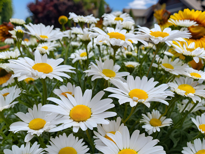 Leucanthemum 'Snowcap'