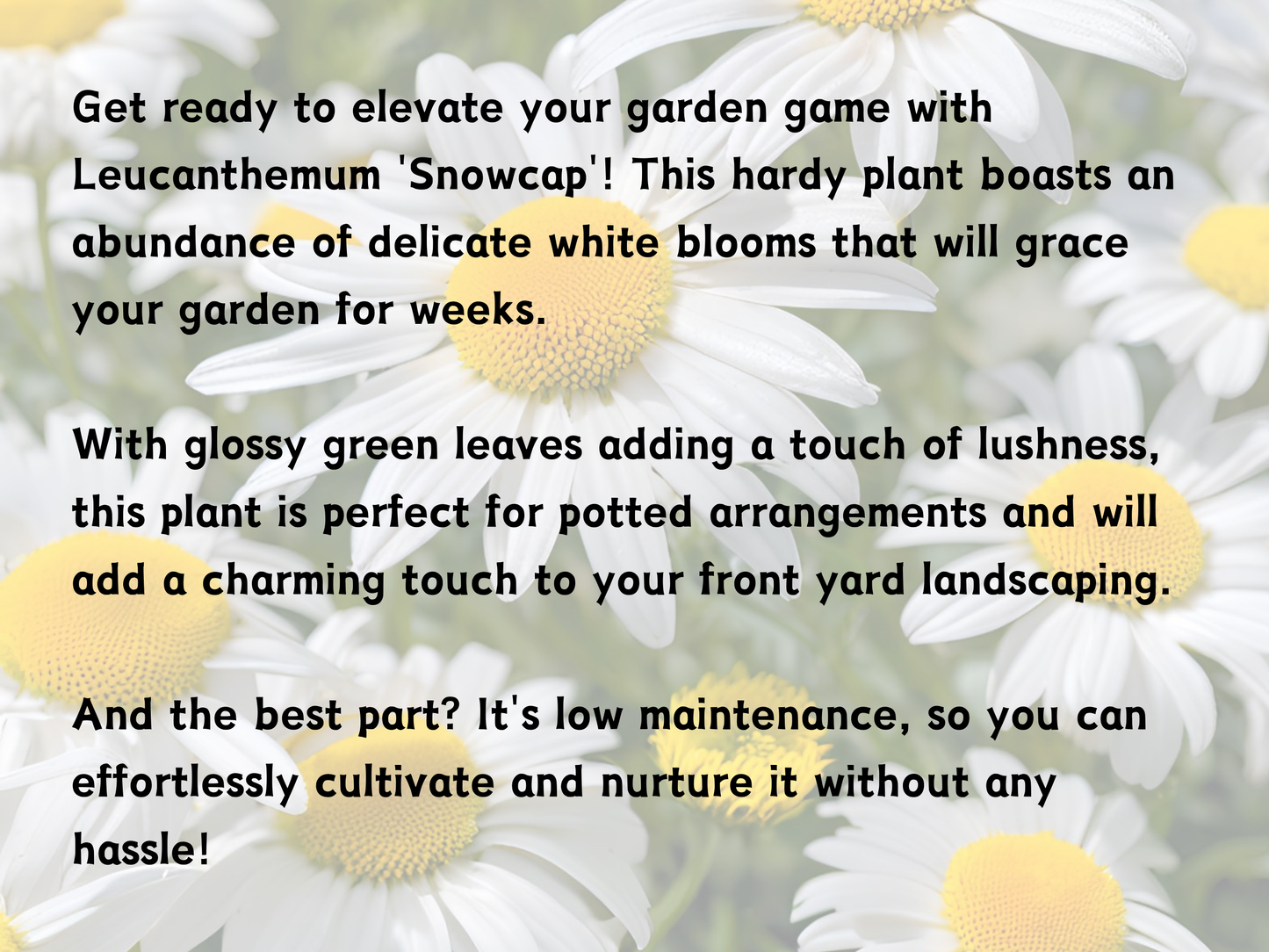 Leucanthemum 'Snowcap'