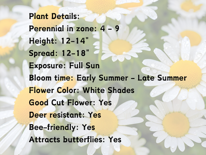 Leucanthemum 'Snowcap'