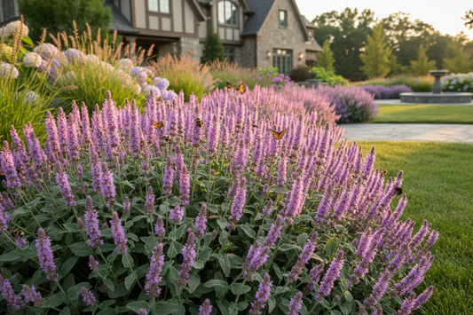 Stachys 'Hummelo'