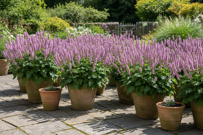 Stachys 'Hummelo'