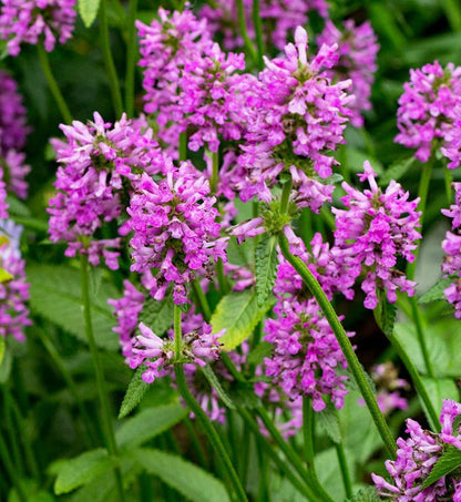 Stachys 'Hummelo'