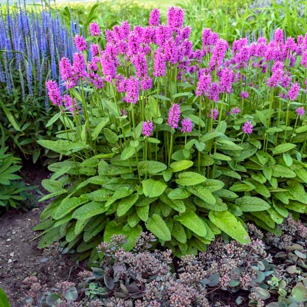 Stachys 'Hummelo'