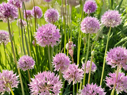 Allium 'Summer Beauty'