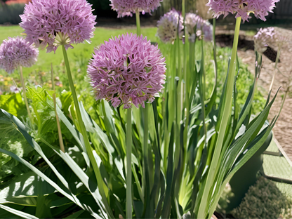 Allium 'Summer Beauty'