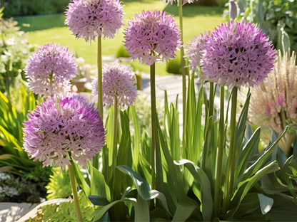 Allium 'Summer Beauty'