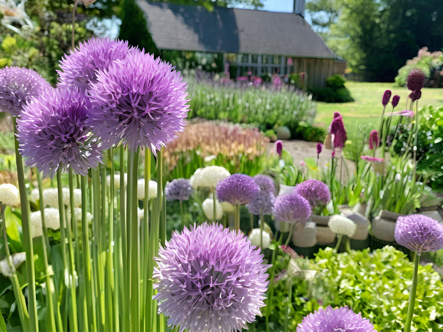 Allium 'Summer Beauty'