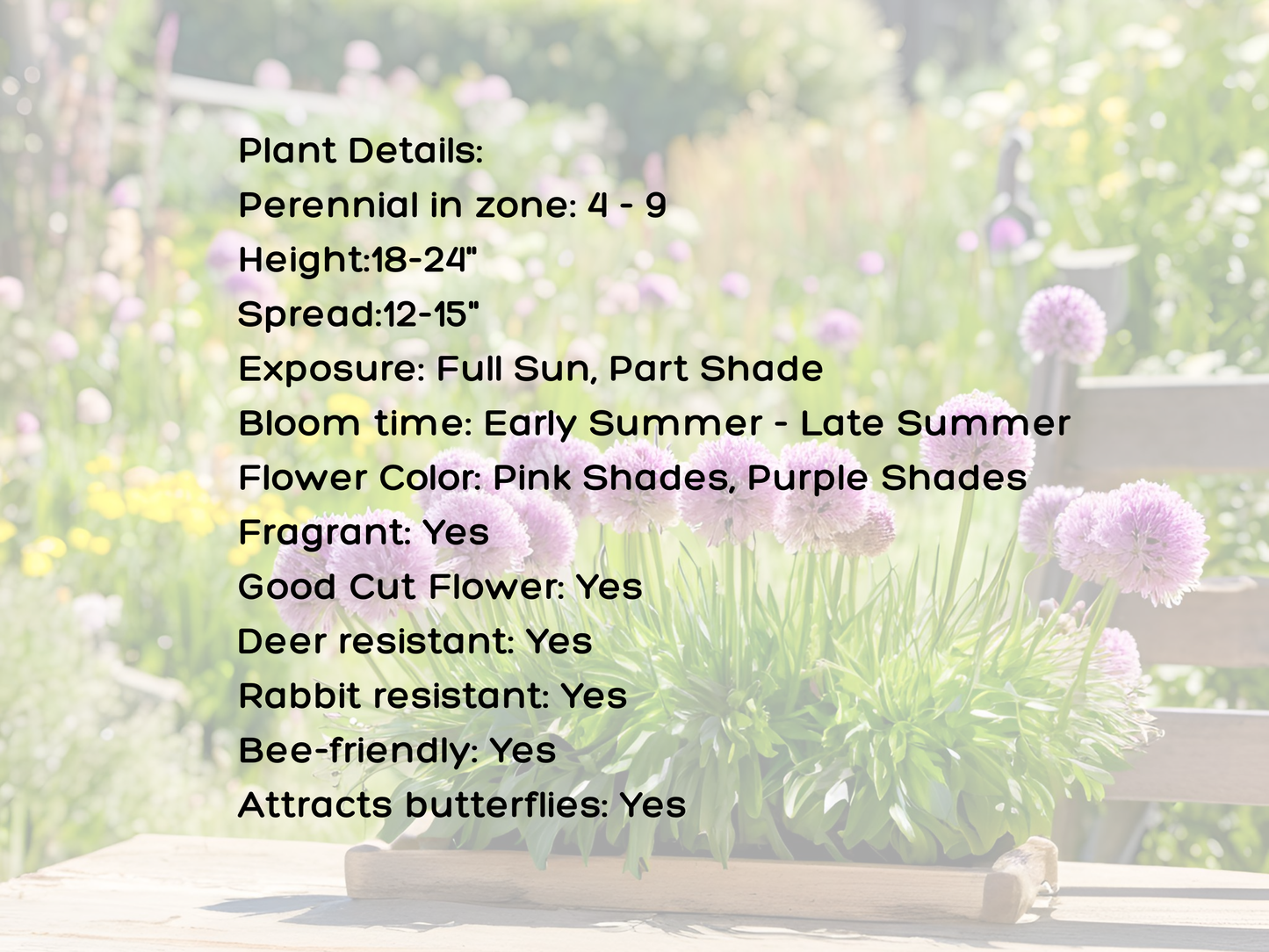 Allium 'Summer Beauty'