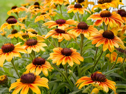 Rudbeckia 'Summerblaze'