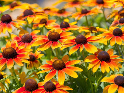 Rudbeckia 'Summerblaze'