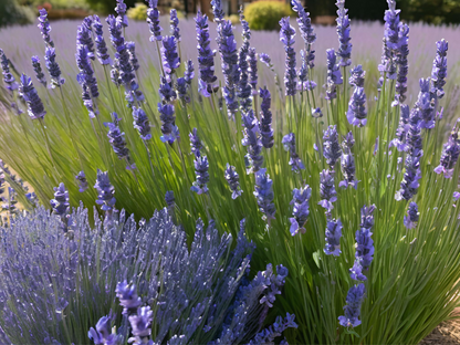 Lavender 'SuperBlue'