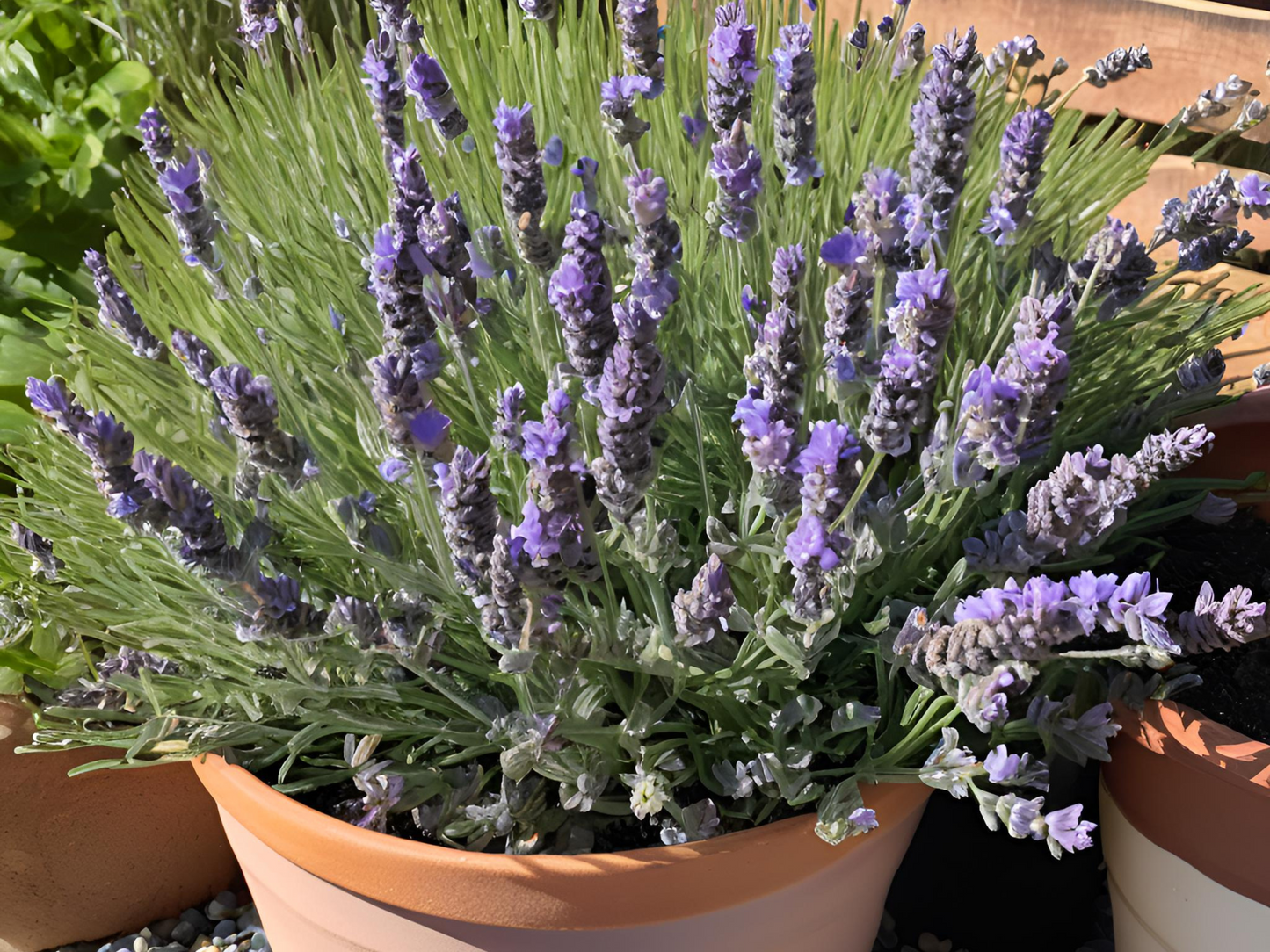 Lavender 'SuperBlue'