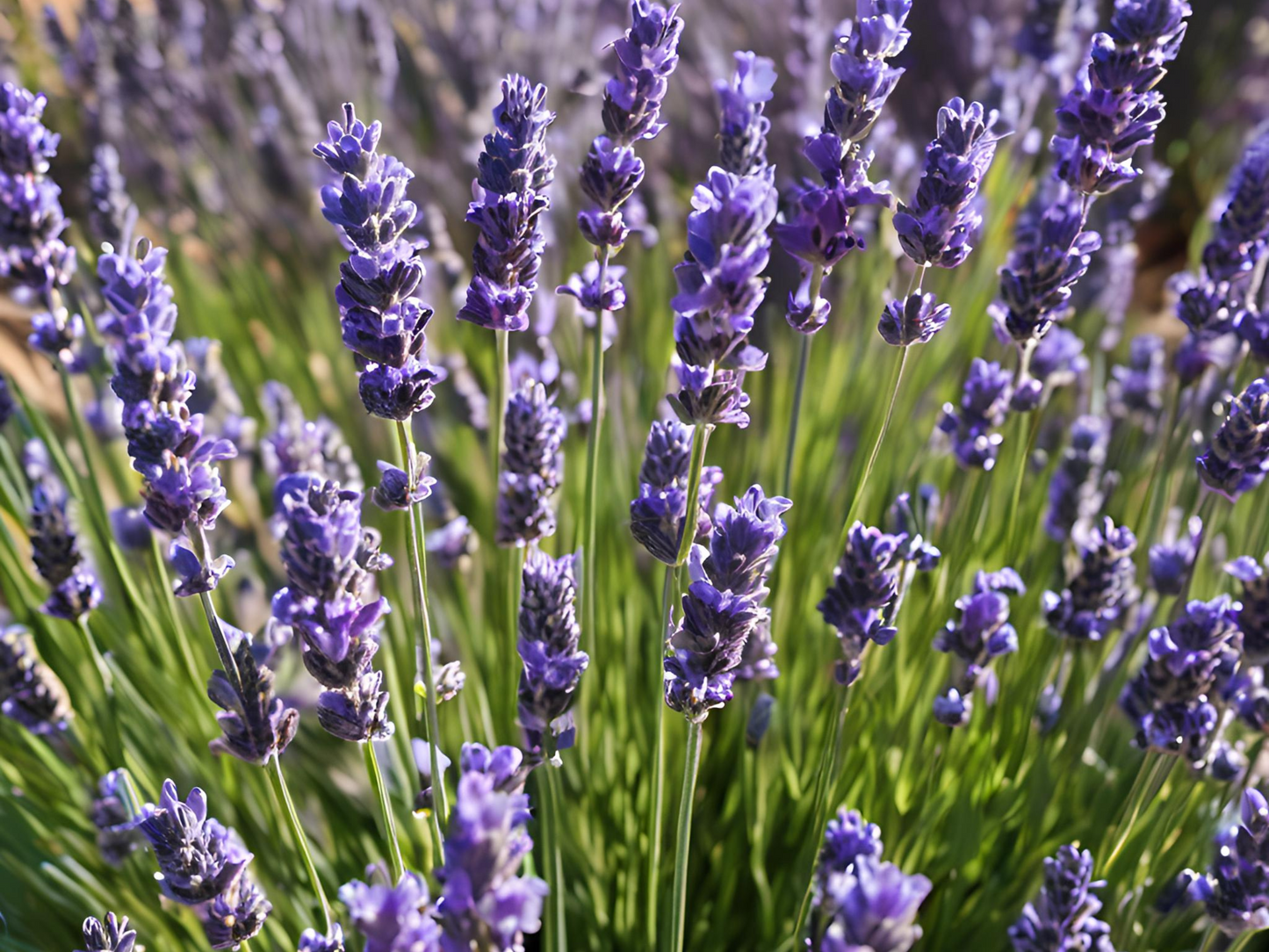 culinary lavender plants for sale Lavender 'SuperBlue' – Michiana Wholesale LLP