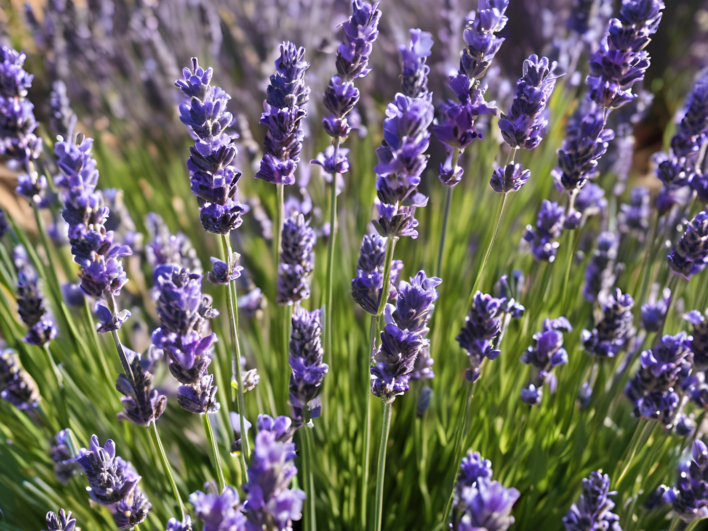 Lavender 'SuperBlue'