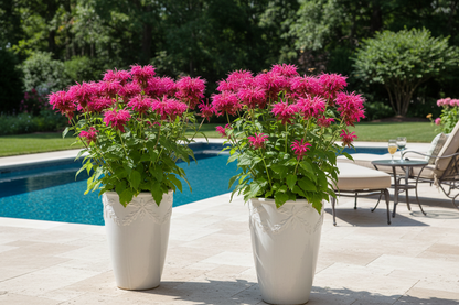 Monarda'Marshall's Delight'