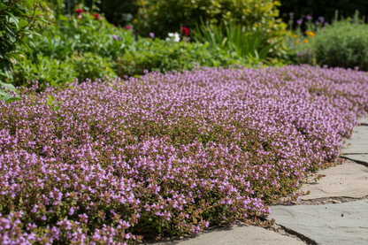 Thyme coccineum