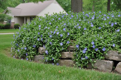 vinca 'bowles' periwinkle perennial groundcover plants, as a rocky edge border, suburban setting