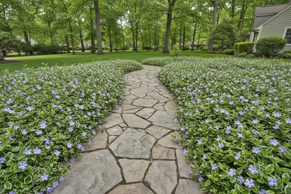 vinca 'ralph shugert' periwinkle perennial groundcover plants, as a garden path border, suburban setting