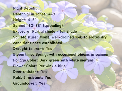 320 Vinca 'Ralph Shugert'