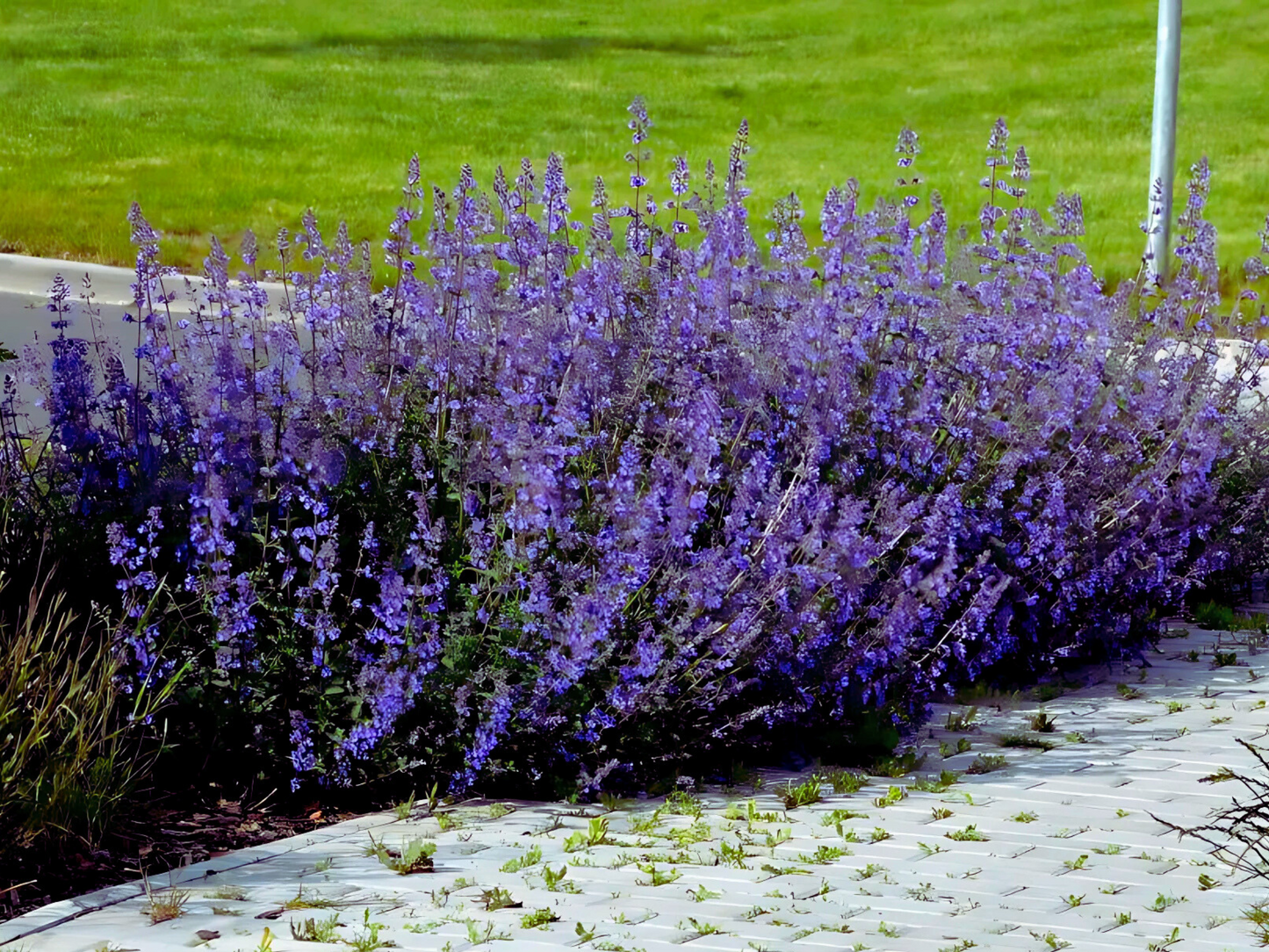 Nepeta 'Walker's Low'