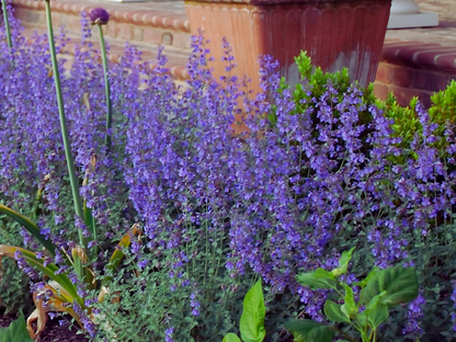 Nepeta 'Walker's Low'