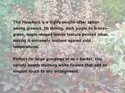 Heuchera 'Palace Purple'