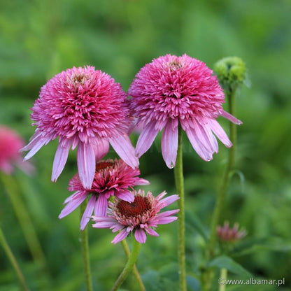 Echinacea 'Butterfly Kisses'