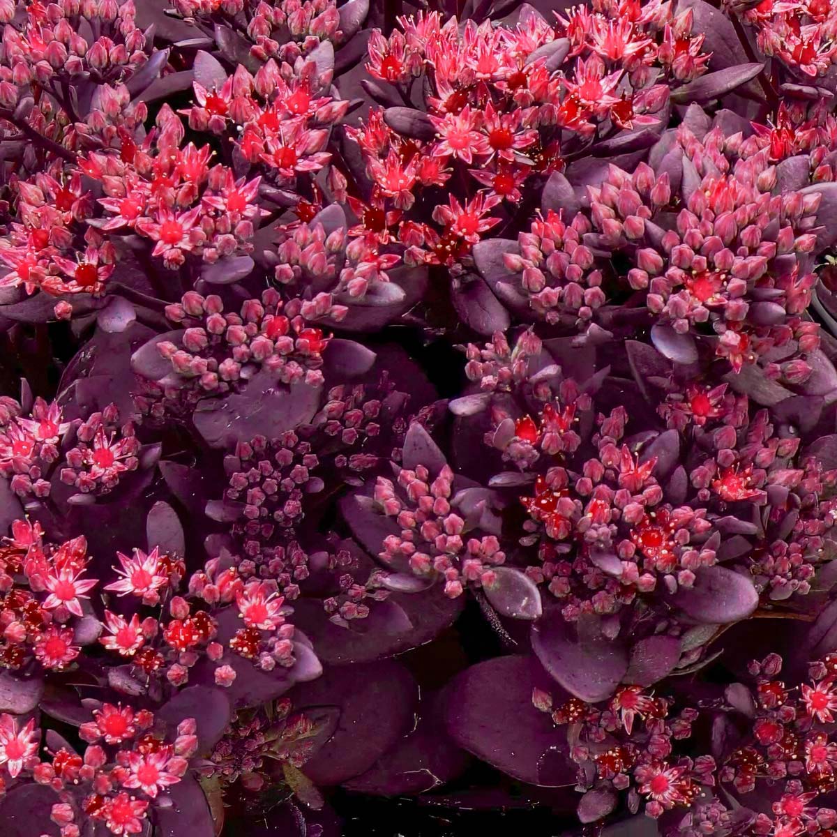 Sedum SunSparkler® 'Firecracker'