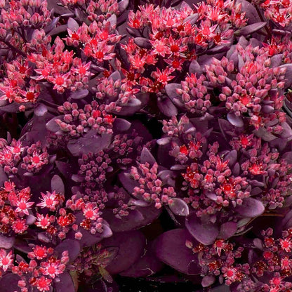 Sedum SunSparkler® 'Firecracker'