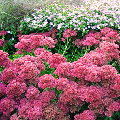 Sedum 'Autumn Fire'