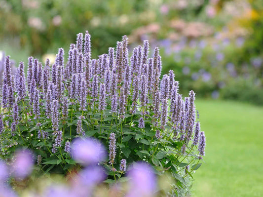 Agastache 'Blue Fortune'