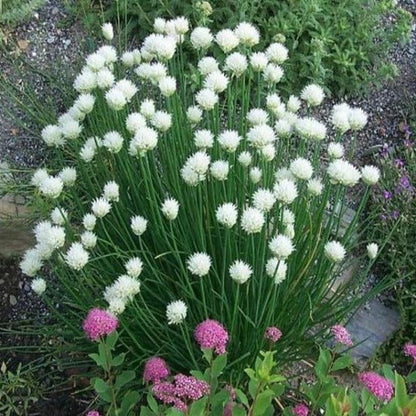 Allium 'Snowcap'