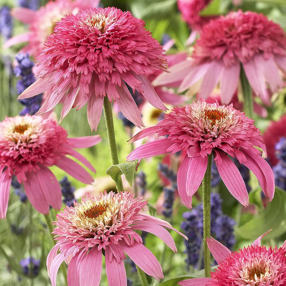 Echinacea 'Butterfly Kisses'