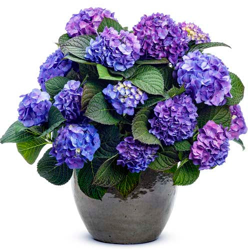 Hydrangea Let's Dance® Blue Jangles® - 1 gallon Blooming Proven Winners®
