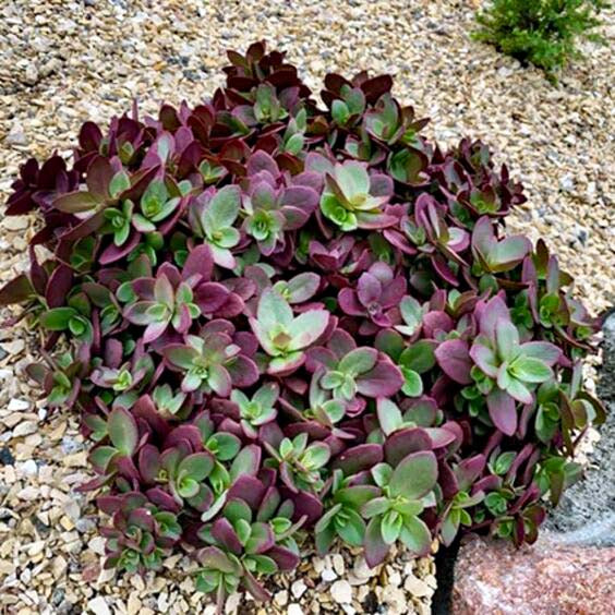 Sedum SunSparkler® 'Firecracker'