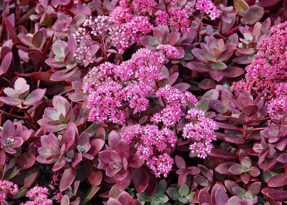 Sedum SunSparkler® 'Firecracker'