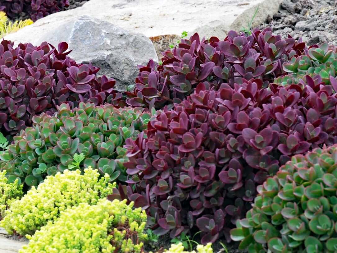 Sedum SunSparkler® 'Firecracker'