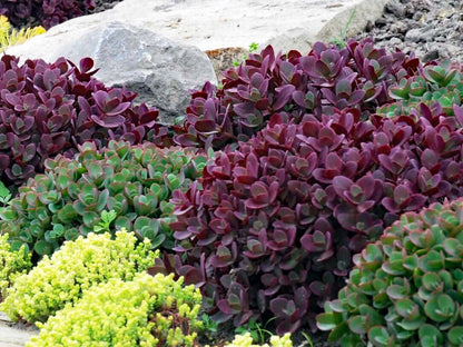 Sedum SunSparkler® 'Firecracker'