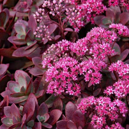Sedum SunSparkler® 'Firecracker'