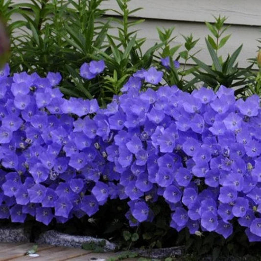 Campanula 'Rapido Blue'