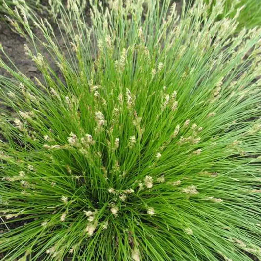 Carex albicans 'Sedge-White-Tinged'