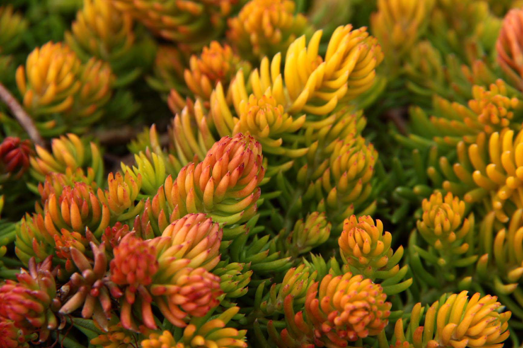 angelina succulent Sedum 'Angelina'