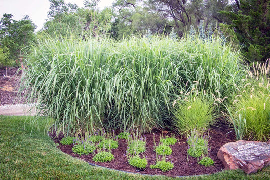 Panicum 'Northwind'