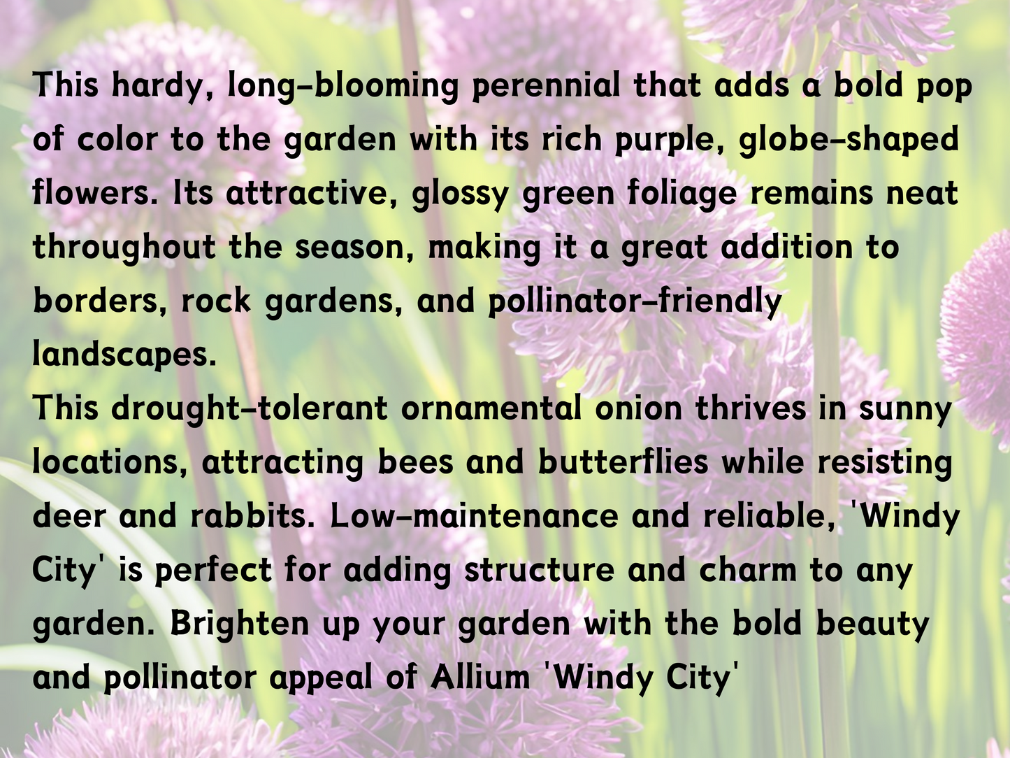 Allium 'Windy City'