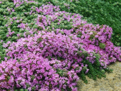 Thyme 'Woolly'
